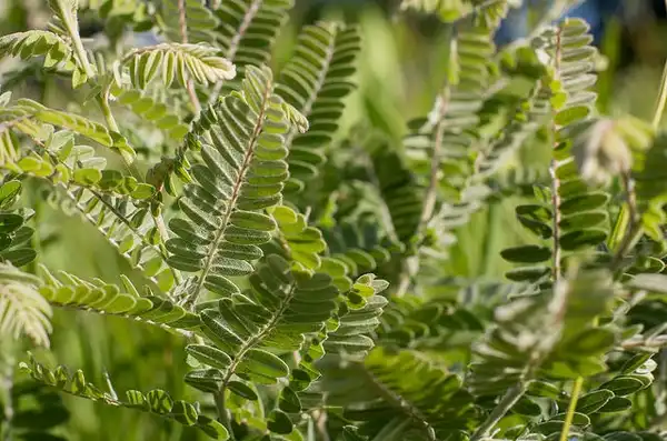 Photo of Amorpha canescens - Amorpha canescens:Brett Whatley