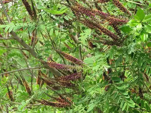 Фото Amorpha fruticosa (Amorpha fruticosas)