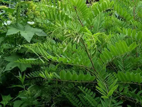 Фото Amorpha fruticosa (Amorpha fruticosas)