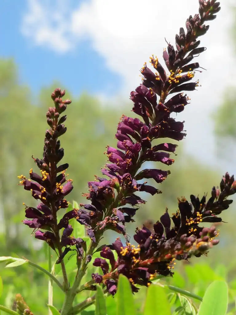 Фото Amorpha fruticosa - Flowers:Andreas Rockstein