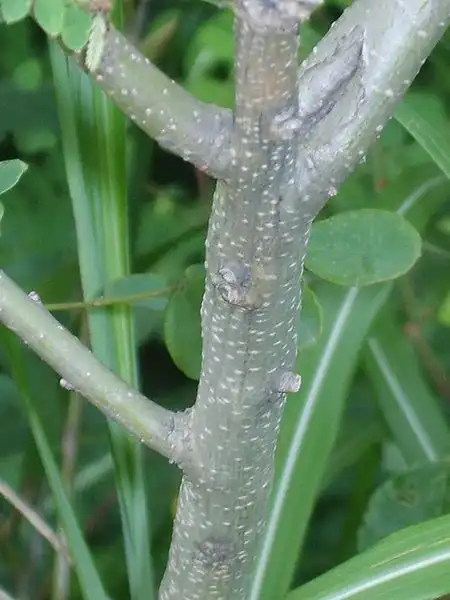 Фото Amorpha fruticosa - Stem:Dalgial