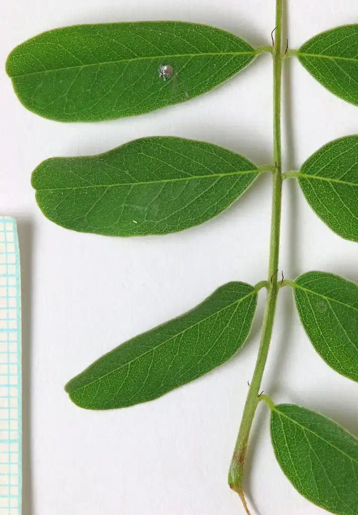 Фото Amorpha fruticosa - Leaf:Andrey Zharkikh