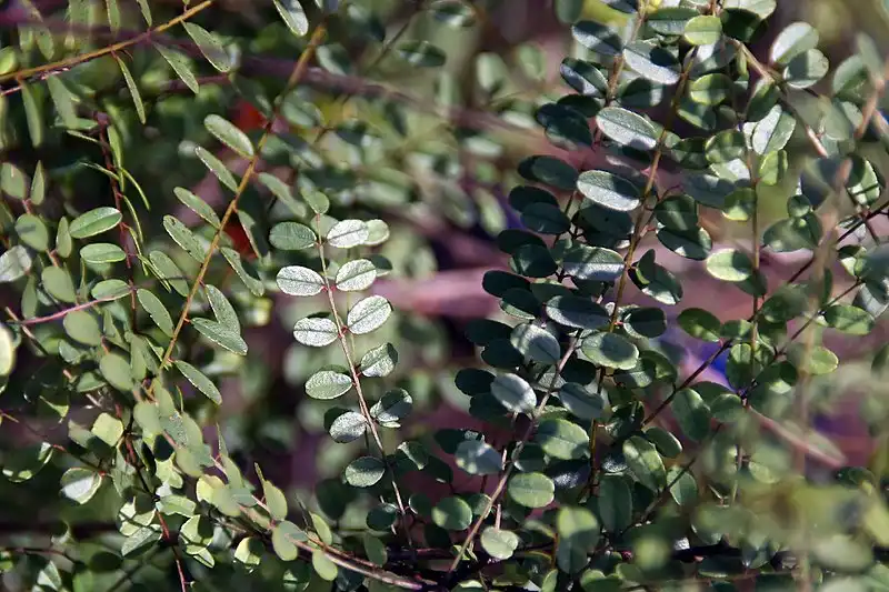 Photo of Amorpha herbacea (Amorpha herbaceas)