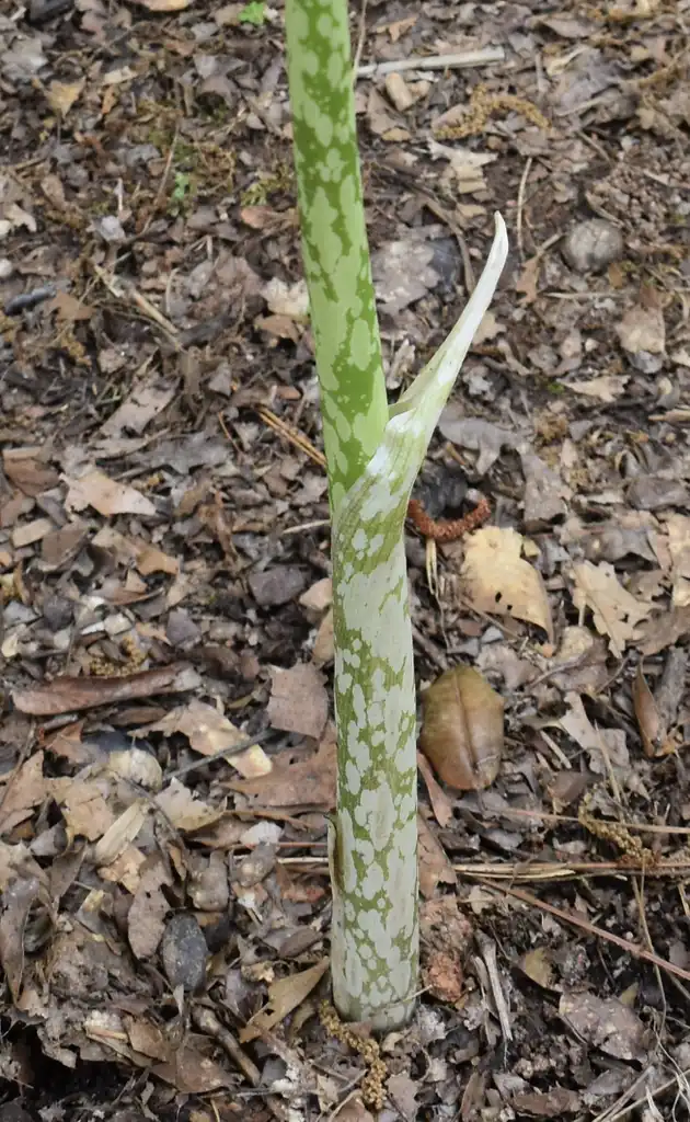 Photo of Amorphophallus kiusianus (Amorphophallus kiusianuss)