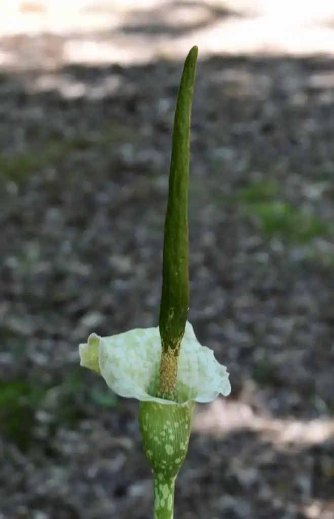 Photo of Amorphophallus kiusianus (Amorphophallus kiusianuss)