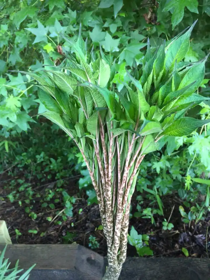Photo of Amorphophallus kiusianus - Form:Joanne Celinski