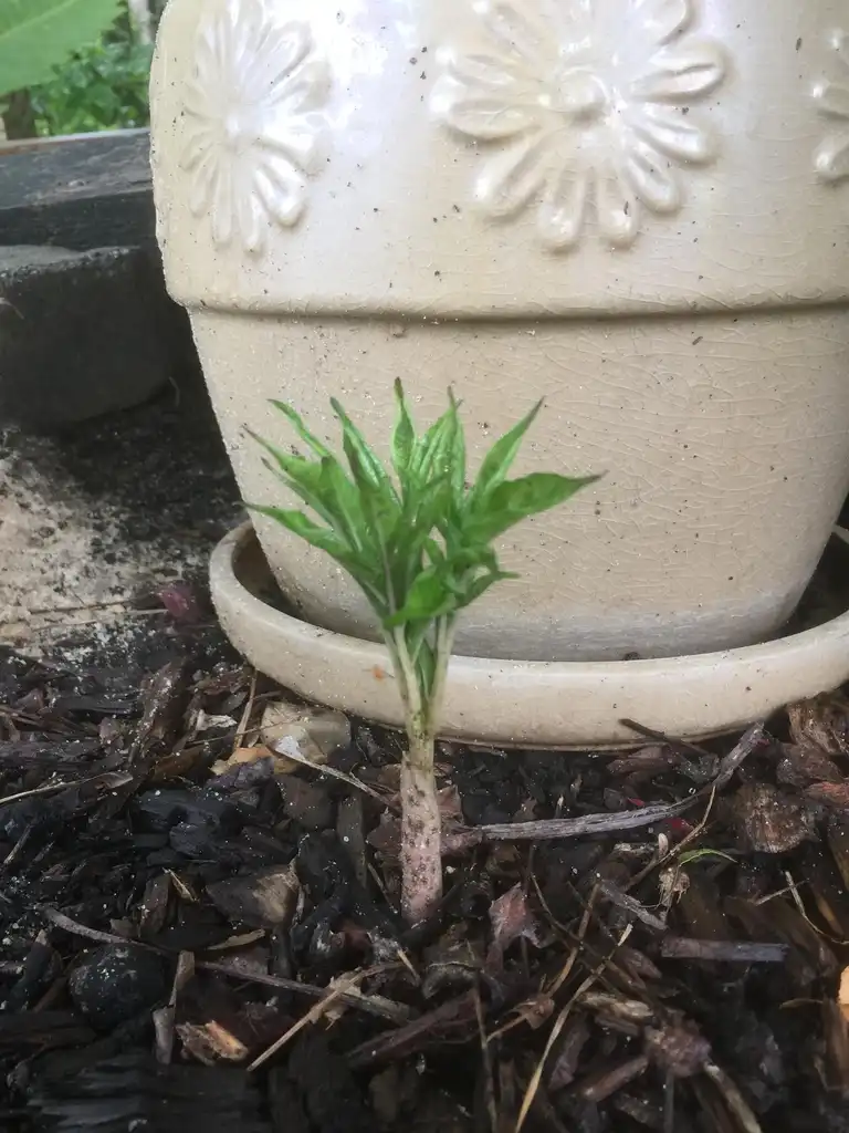 Photo of Amorphophallus kiusianus - Early in season:Joanne Celinski