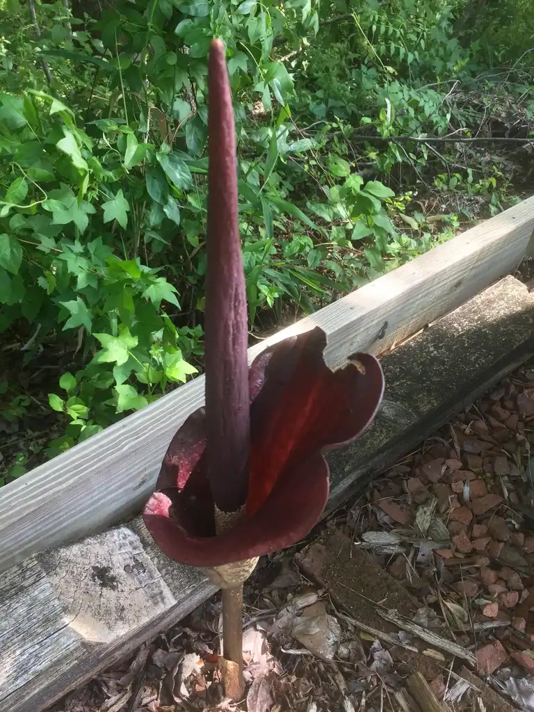 Photo of Amorphophallus kiusianus - Flower close up:Joanne Celinski