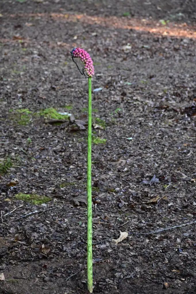 Photo of Amorphophallus kiusianus - Plant with Seed (Warren County,NC)-Mid Summer:Cathy Dewitt