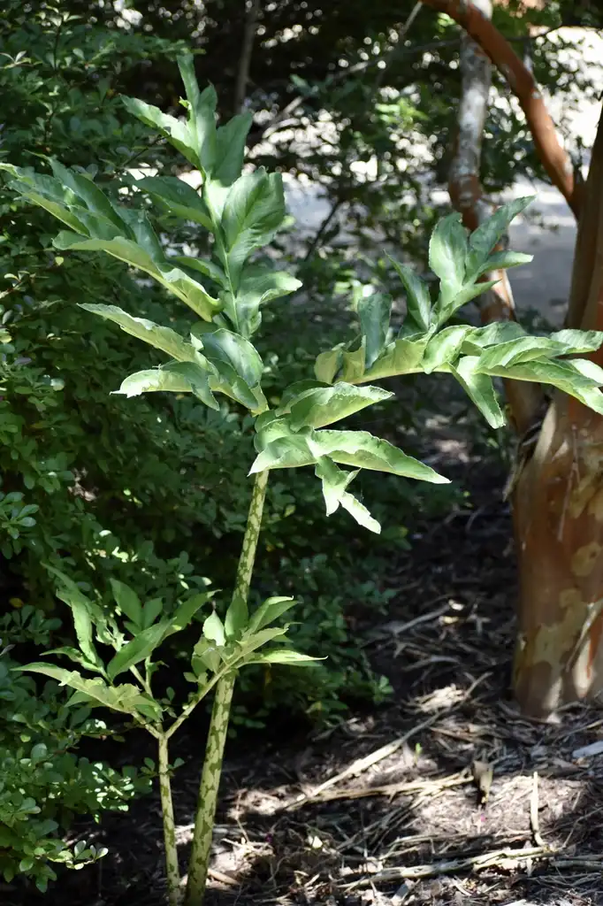 Photo of Amorphophallus kiusianus - Stem and Leaves (Warren County,NC)-Summer:Cathy Dewitt