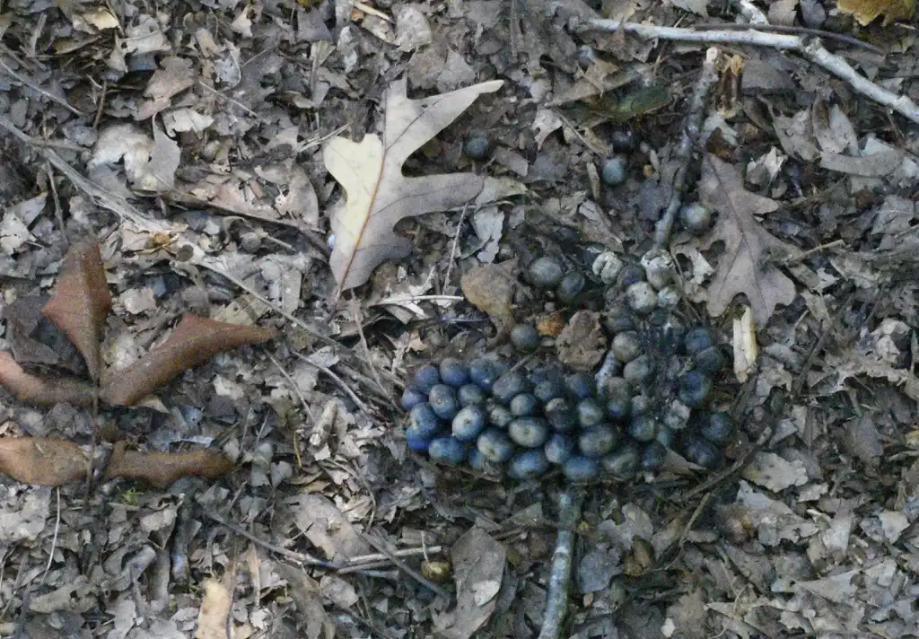 Photo of Amorphophallus kiusianus - Seed (Warren County,NC)-Early Fall:Cathy Dewitt