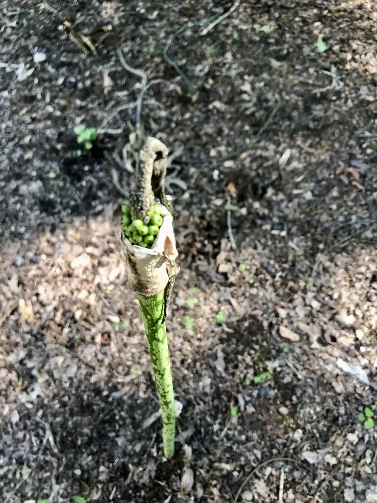Photo of Amorphophallus kiusianus - Developing berries (Warren County, NC)-Early Summer:Cathy Dewitt