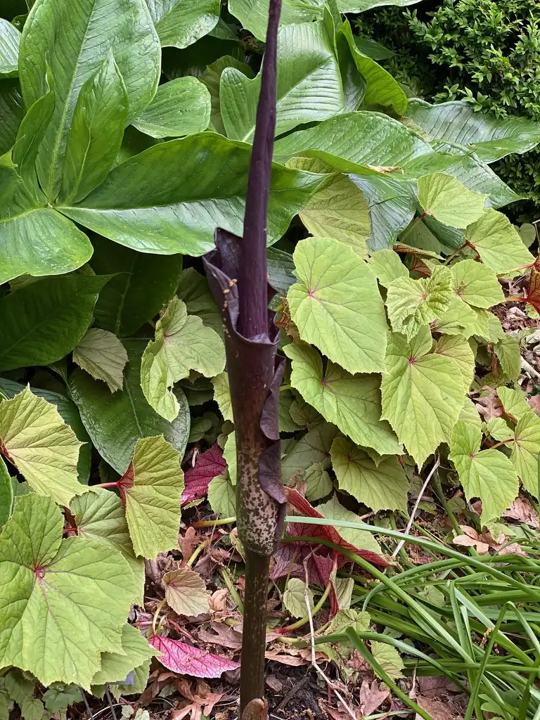 Фото Amorphophallus konjac (Amorphophallus konjacs)