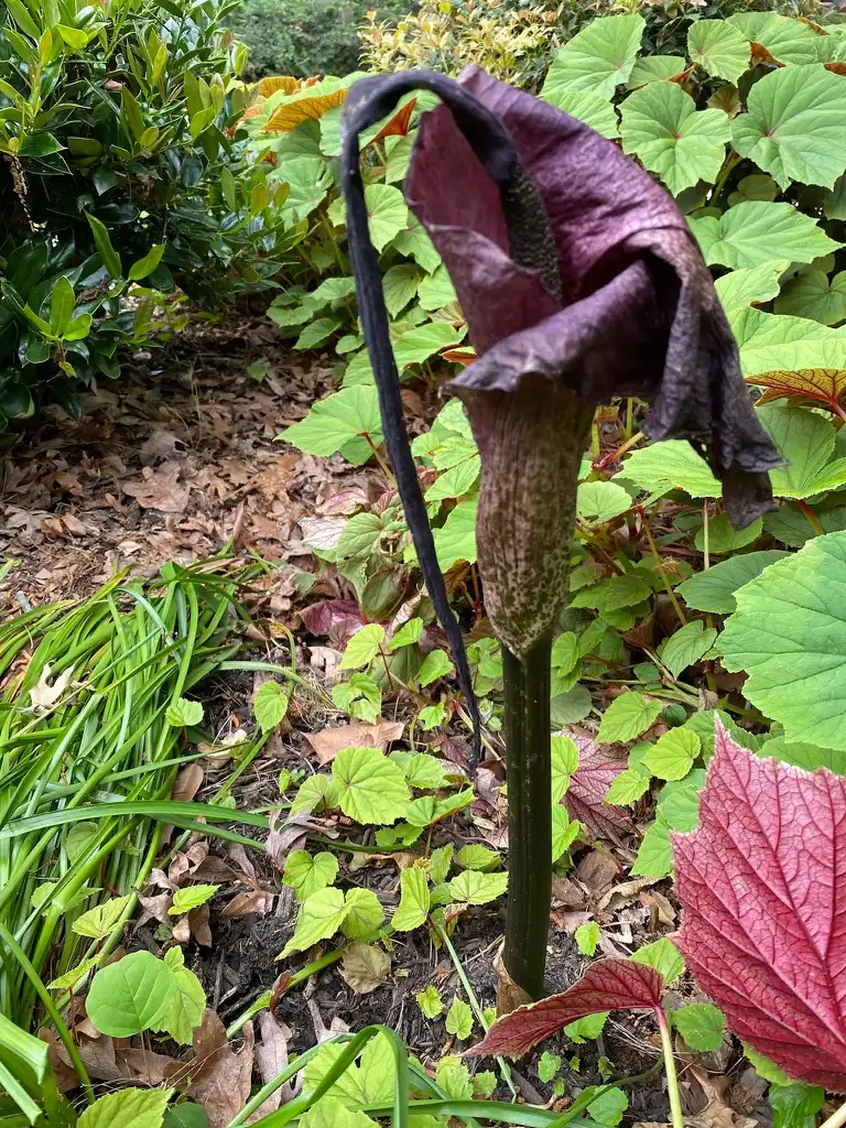 Фото Amorphophallus konjac (Amorphophallus konjacs)