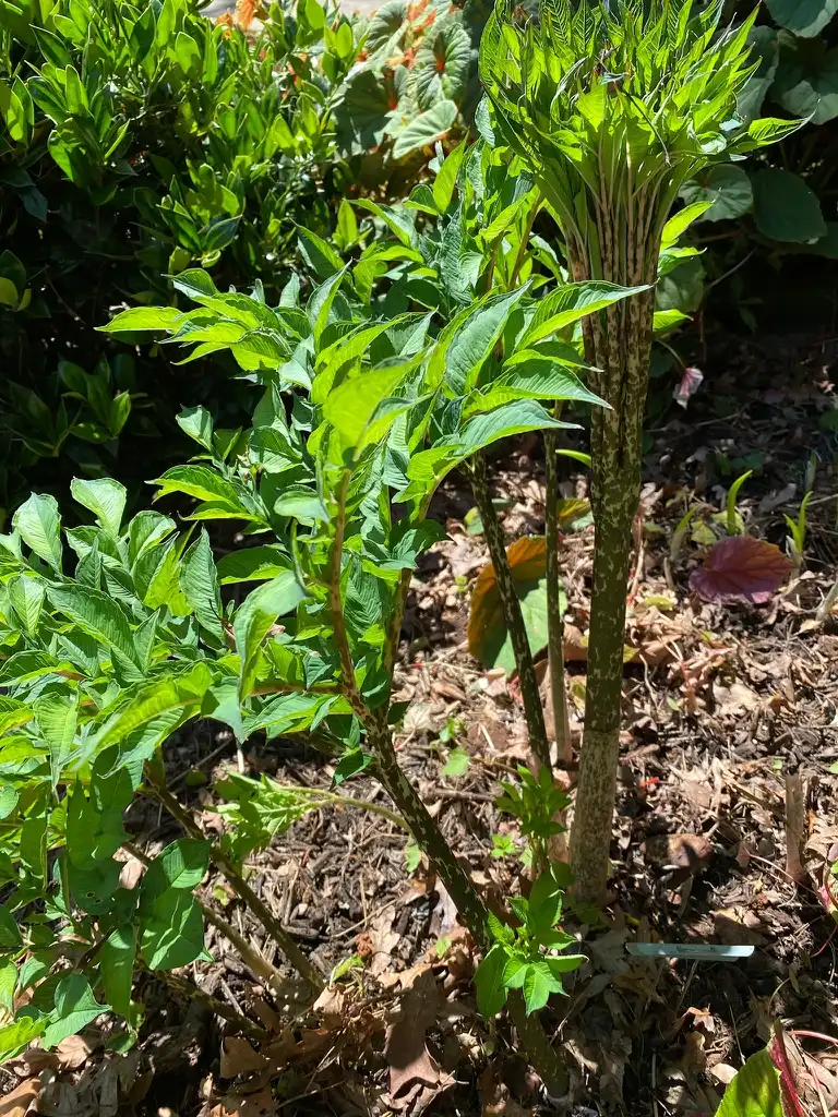 Фото Amorphophallus konjac - New Foliage:Kathy Sill