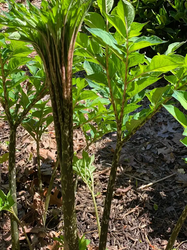 Фото Amorphophallus konjac - Speckled Stem:Kathy Sill