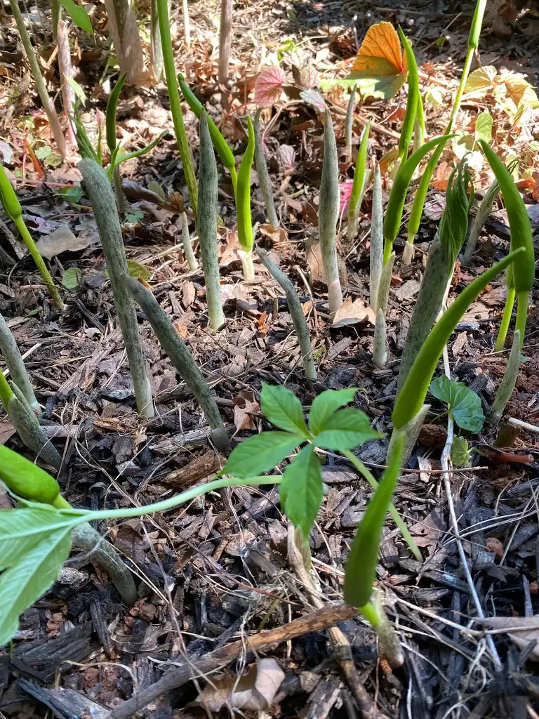 Фото Amorphophallus konjac - Albus Emerging:Kathy Sill