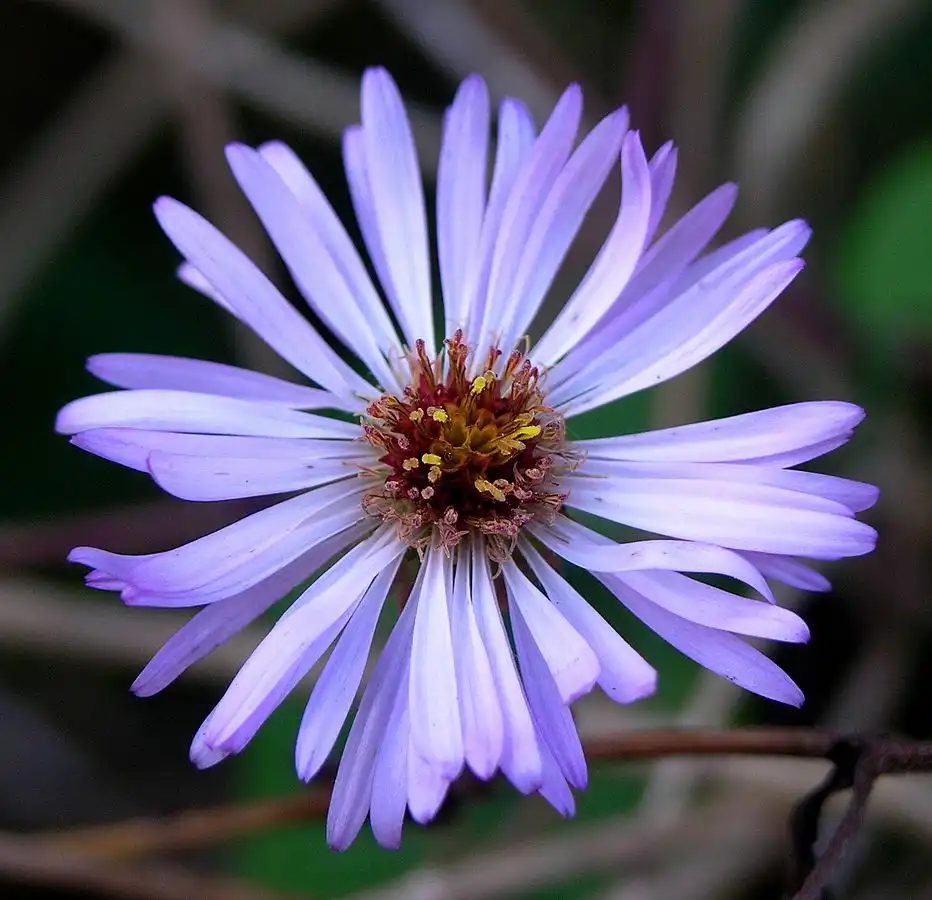 Foto de Ampelaster carolinianus (Ampelaster carolinianuss)