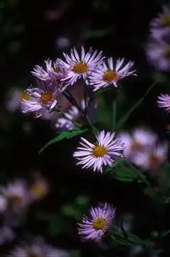 Foto de Ampelaster carolinianus (Ampelaster carolinianuss)