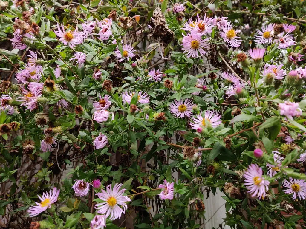 Foto de Ampelaster carolinianus - Multiple Flowers:Lucy Bradley