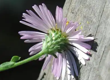 Foto de Ampelaster carolinianus - Underside of flower:Karen A. Rawlins, U. of Georgia, Bugwood.org