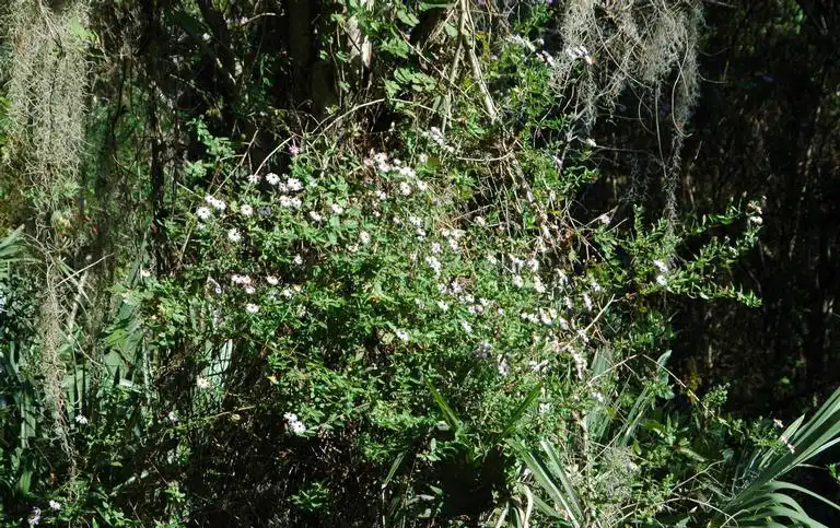 Foto de Ampelaster carolinianus - Natural Growth:Karen A. Rawlins, U. of Georgia, Bugwood.org