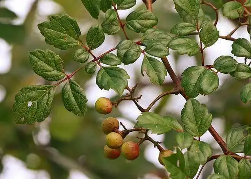 Foto de Ampelopsis arborea (Ampelopsis arboreas)