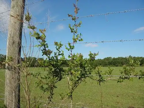 Foto de Ampelopsis arborea (Ampelopsis arboreas)