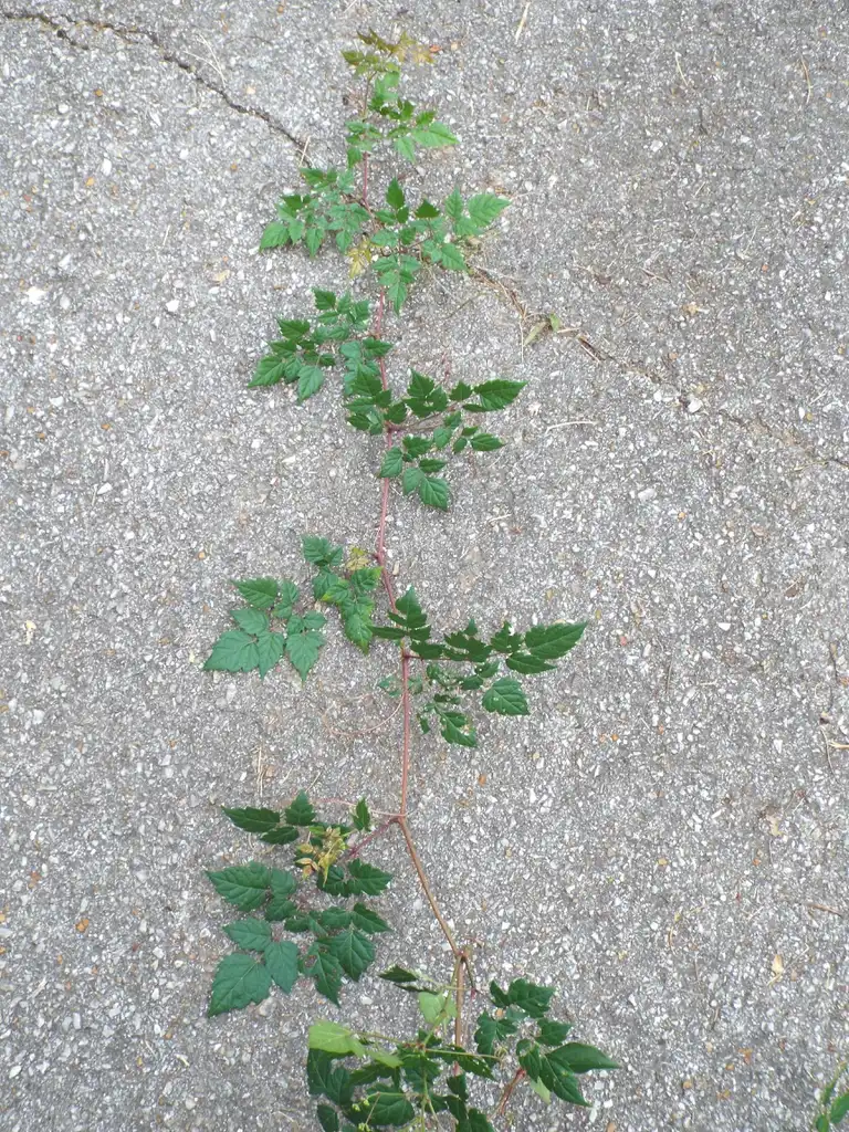 Foto de Ampelopsis arborea - Leaf attachment:Sesamehoneytart