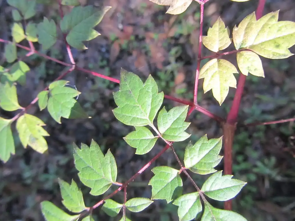 Foto de Ampelopsis arborea - Leaf close up:Homer Edward Price