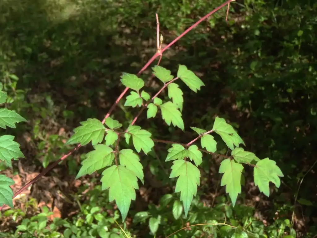 Foto de Ampelopsis arborea - Leaves:Jim Robbins