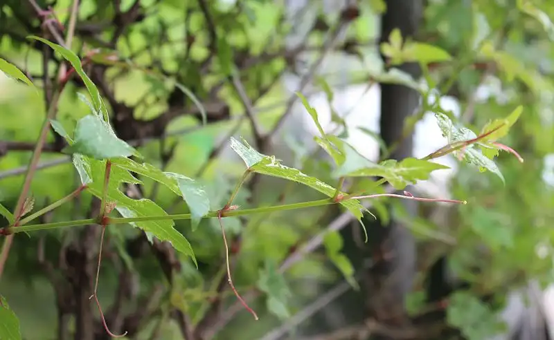 Фото Ampelopsis brevipedunculata var. maximowiczii (Ampelopsis brevipedunculata var. maximowicziis)