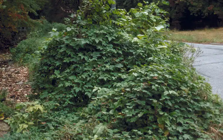 Фото Ampelopsis brevipedunculata var. maximowiczii (Ampelopsis brevipedunculata var. maximowicziis)