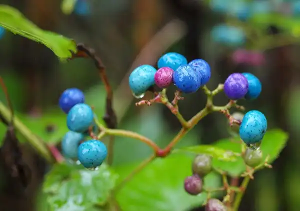 Photo of Ampelopsis brevipedunculata (Ampelopsis brevipedunculatas)
