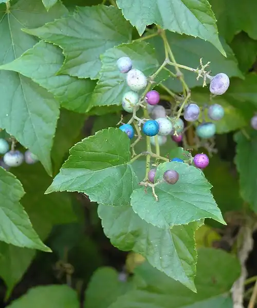 Photo of Ampelopsis brevipedunculata (Ampelopsis brevipedunculatas)