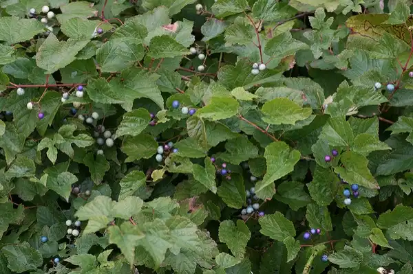 Photo of Ampelopsis brevipedunculata - :John Brandauer