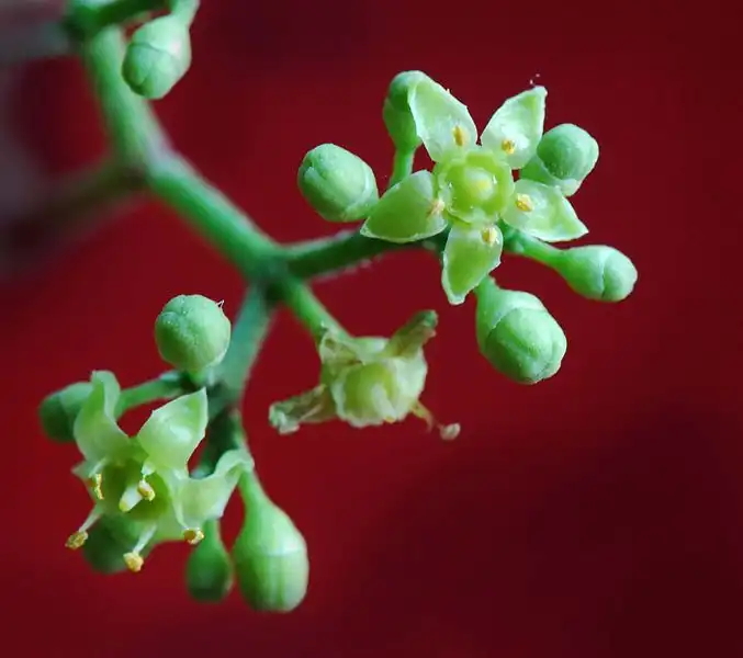 Photo of Ampelopsis brevipedunculata - Flowers:Pancrat