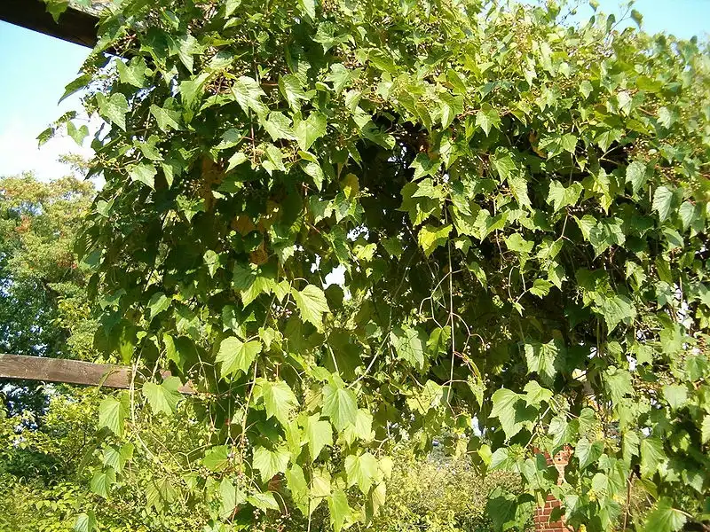 Photo of Ampelopsis brevipedunculata - Form:BotBin