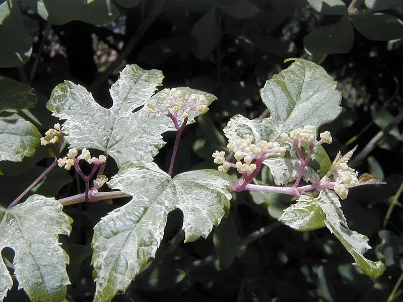 Photo of Ampelopsis brevipedunculata - 'Elegans':A. Barra