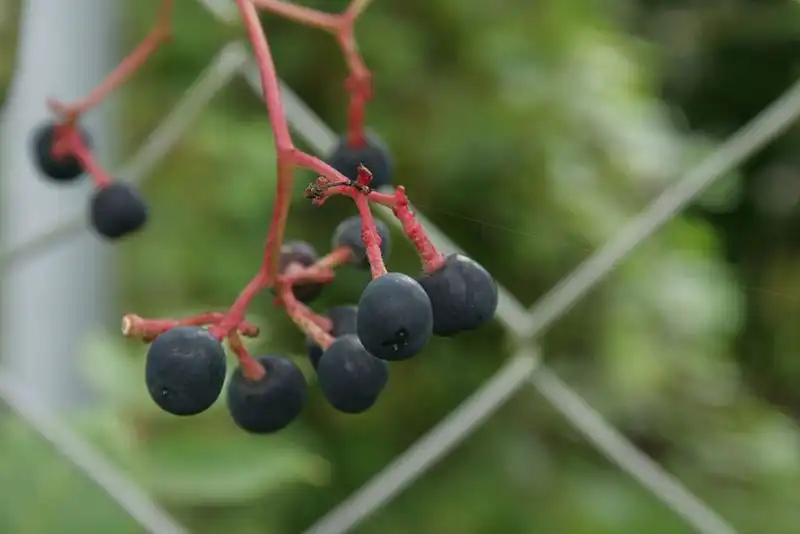 Photo of Ampelopsis megalophylla (Ampelopsis megalophyllas)