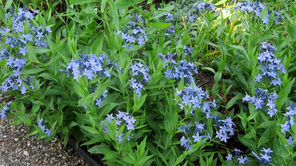 Foto de Amsonia 'Blue Ice' (Amsonia 'Blue Ice's)