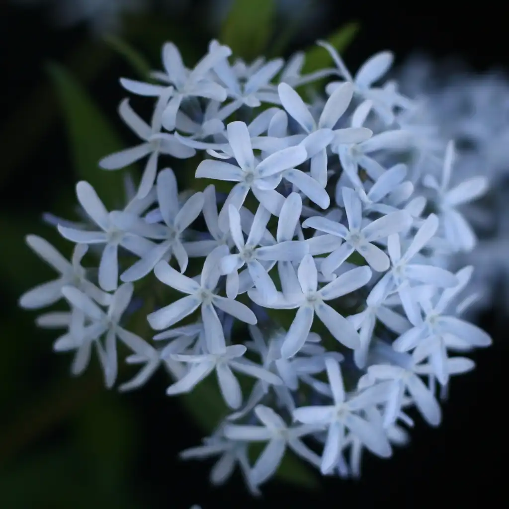 Foto de Amsonia 'Blue Ice' (Amsonia 'Blue Ice's)