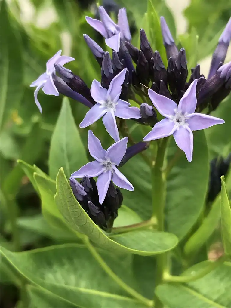 Foto de Amsonia 'Blue Ice' - Flowers:K. Andre