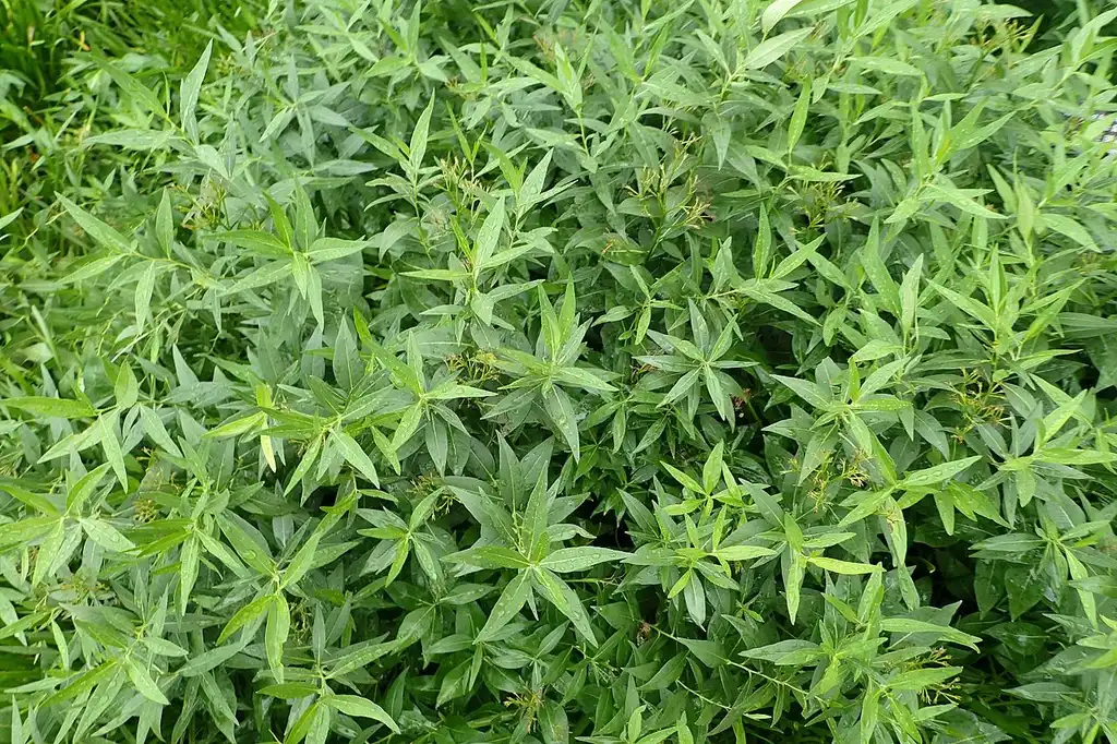 Foto de Amsonia 'Blue Ice' - Foliage:Krzysztof Ziarnek, Kenraiz