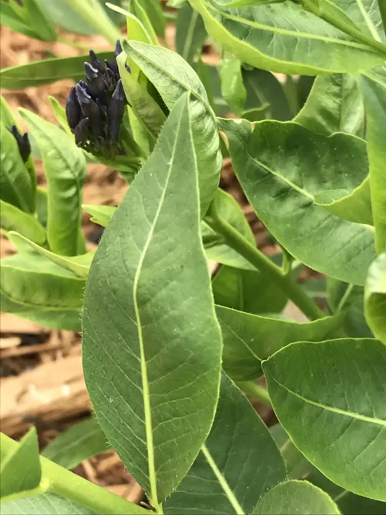 Foto de Amsonia 'Blue Ice' - Leaves:K. Andre
