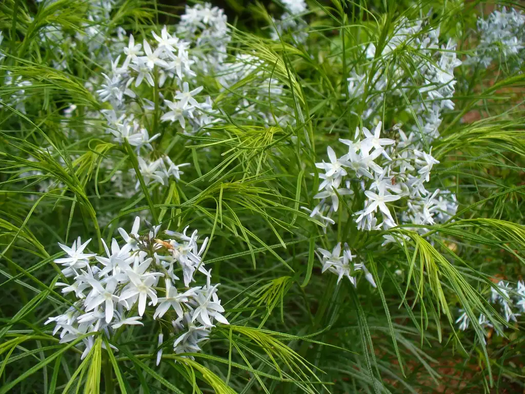 Photo of Amsonia ciliata (Amsonia ciliatas)