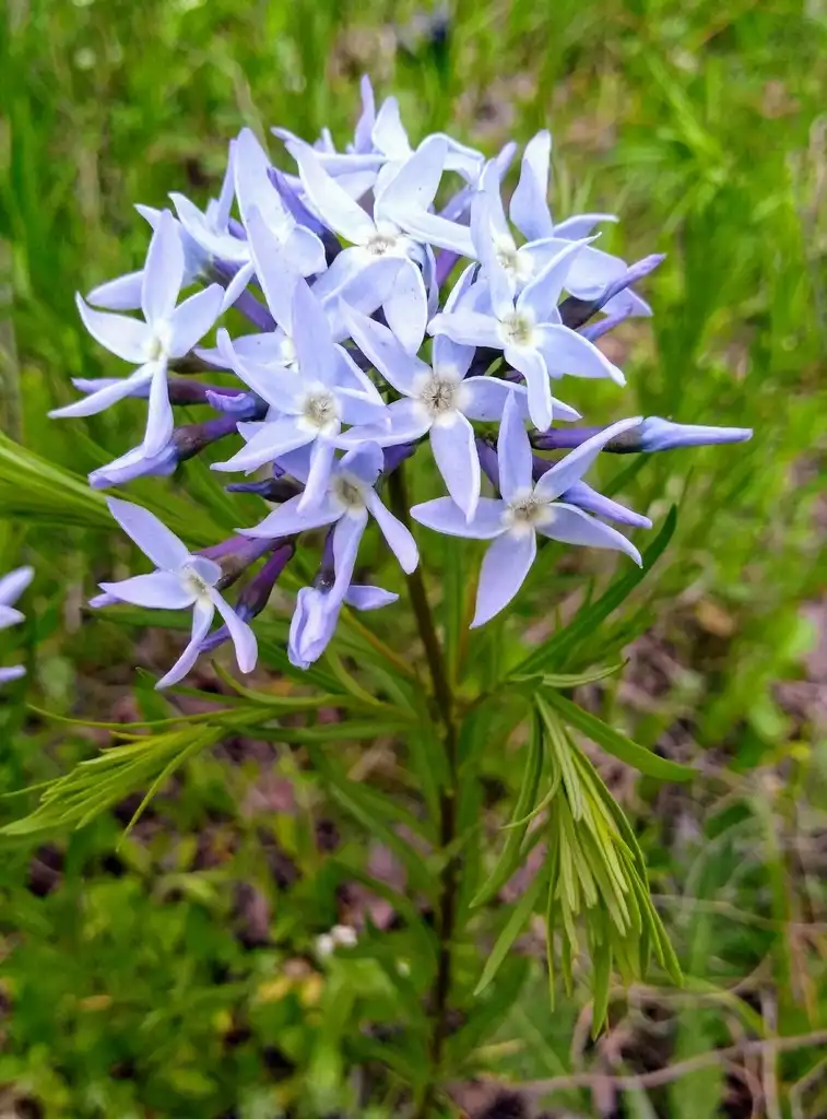 Photo of Amsonia ciliata (Amsonia ciliatas)