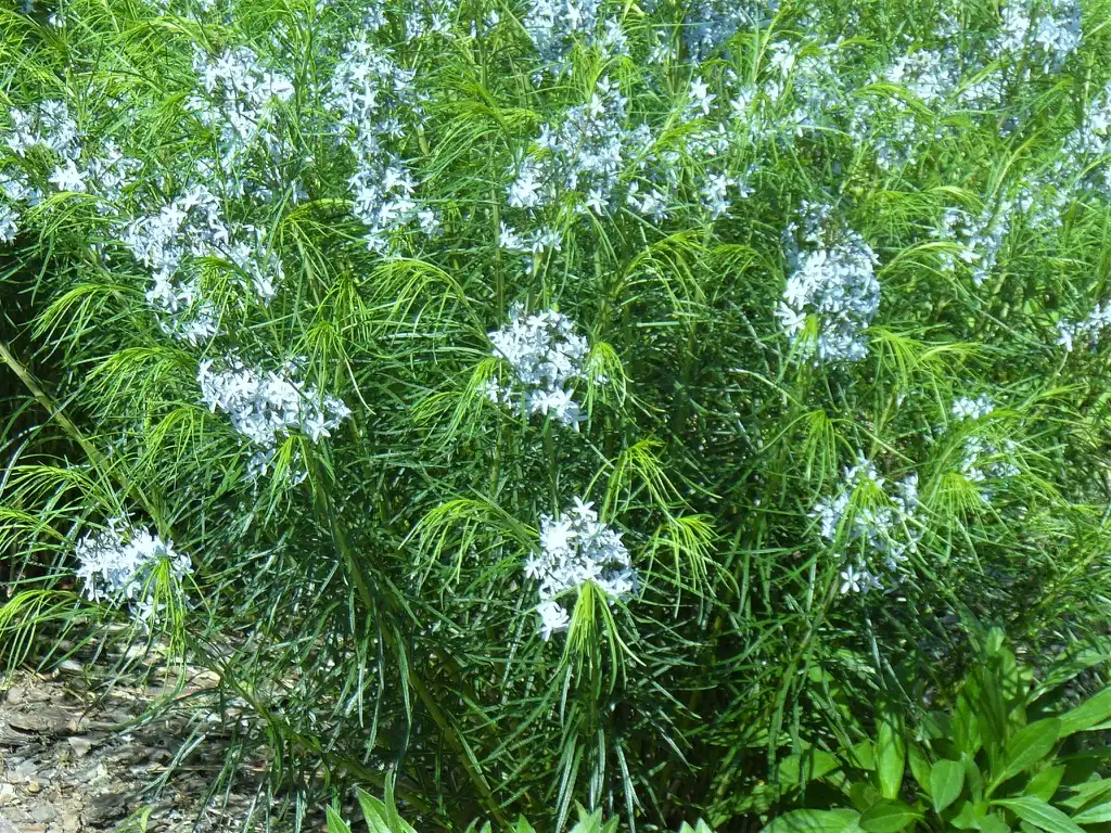 Photo of Amsonia ciliata - Flowers, leaves, and form in the spring in Moore County:Susan Strine