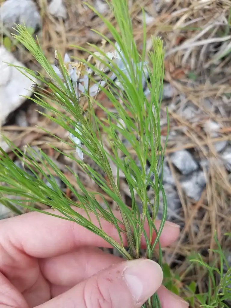 Photo of Amsonia ciliata - Leaves:Erin Faulkner