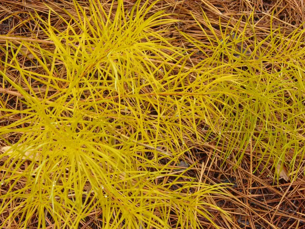 Photo of Amsonia ciliata - in the fall in Moore County:Susan Strine